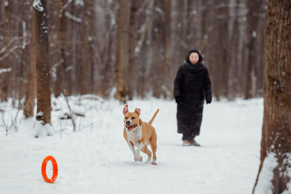 american staffordshire terrier playing in the winter woods with an orange round toy dog jogging merrily in winter park