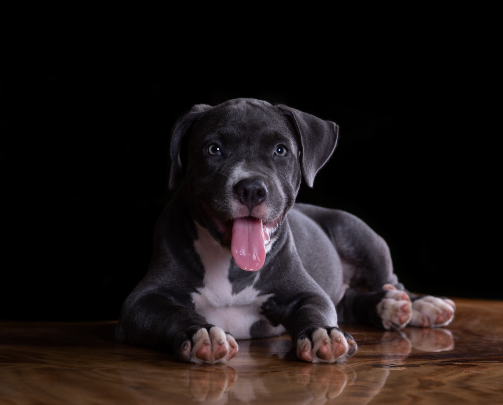 american staffordshire terrier puppy on the table