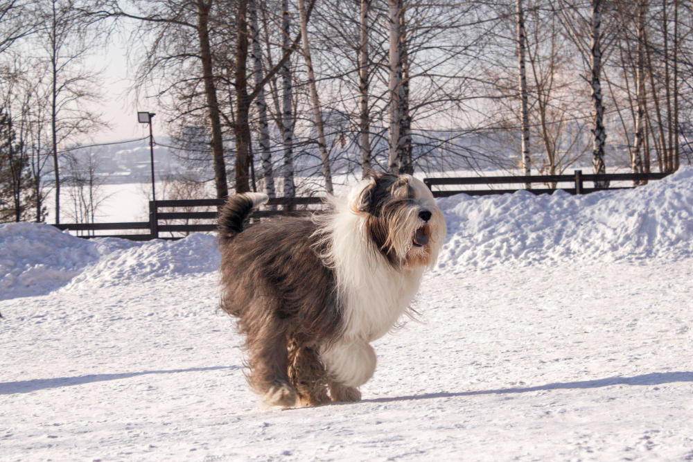 big fluffy dog bobtail on white snow in the winter park on the background of wooden town